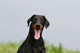 DOBERMANN 1281